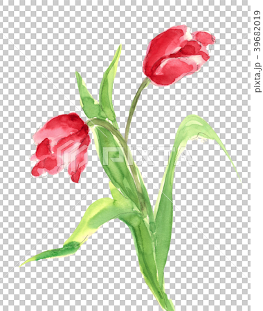 チューリップ チューリップ 39682019