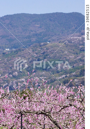 満開のあら川のもも畑 和歌山県紀の川市 満開のあら川のもも畑 和歌山県紀の川市 39682515