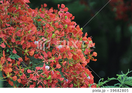 Flame Tree Flower Royal Poinciana Flame Tree Flower Royal Poinciana 39682805