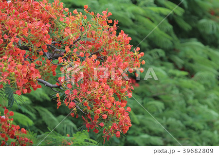 Flame Tree Flower Royal Poinciana Flame Tree Flower Royal Poinciana 39682809