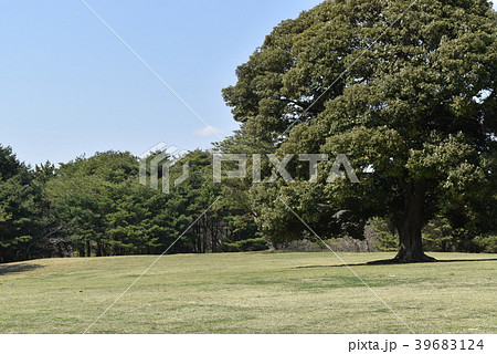 公園の木 39683124