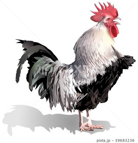 Crowing Rooster 39683236