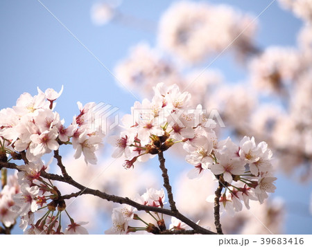 桜と青空 39683416