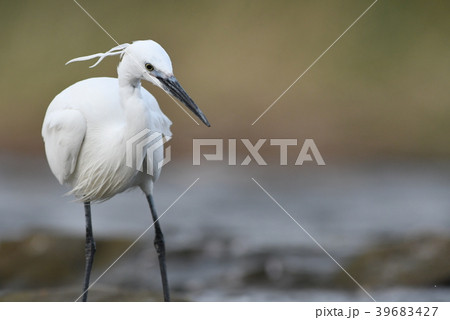 多摩川のコサギ 39683427