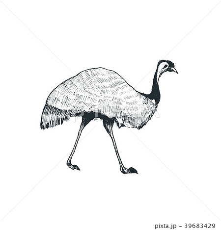 Vector Emu Illustrationのイラスト素材