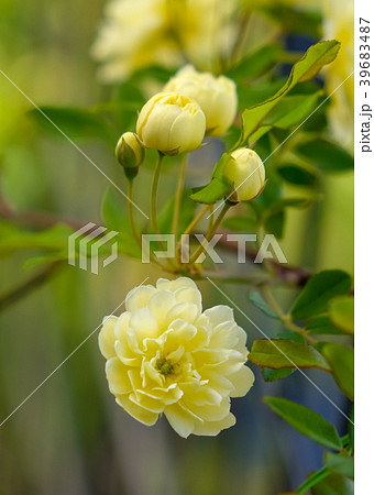木香薔薇 黄モッコウバラの写真素材