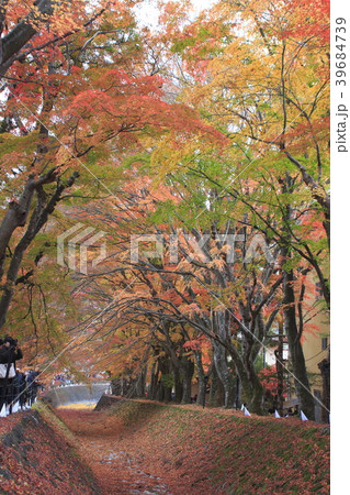 紅葉の河口湖もみじ回廊にて 39684739