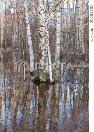Flooded thicket at spring Flooded thicket at spring 39685100