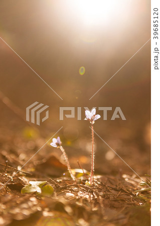 Hepatica nobilis beautiful sunlight 39685120