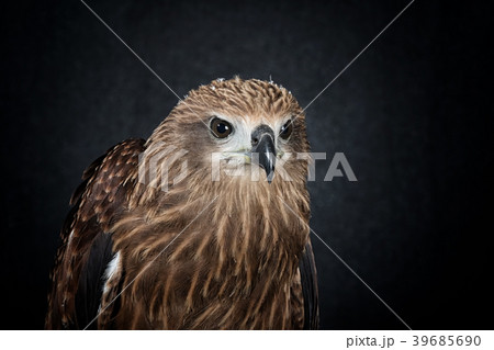 Brahminy kite or Red-backed sea-eagle 39685690