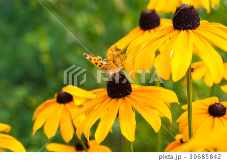 Black eyed susan with fritillary butterfly 39685842