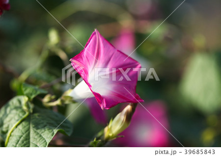 Pink Common Morning Glory flower of asia  39685843