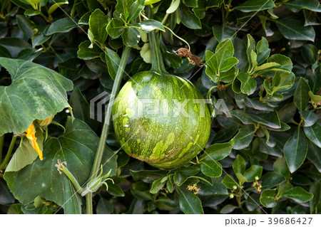 Korean green pumpkin Korean green pumpkin 39686427