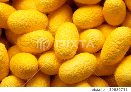 Silk Cocoon of Manipulation of genes at yellow 39686751