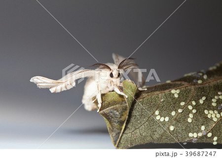Silk worm moth on studio shot Silk worm moth on studio shot 39687247
