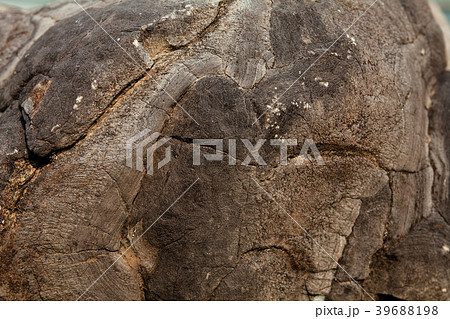 Surface of stone Lime Stromatolite Surface of stone Lime Stromatolite 39688198