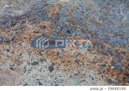 Surface of stone Lime Stromatolite Surface of stone Lime Stromatolite 39688199