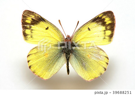 Colias erate,Sulfur 39688251