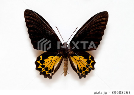 Butterfly specimen korea 39688263