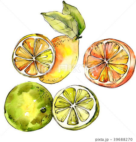 Exoticlemon citruses in a watercolor style Exoticlemon citruses in a watercolor style 39688270