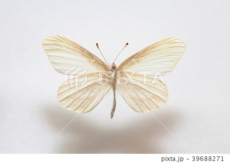 Leptidea amurensis,Male Leptidea amurensis,Male 39688271