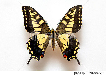 Butterfly specimen korea, 39688276