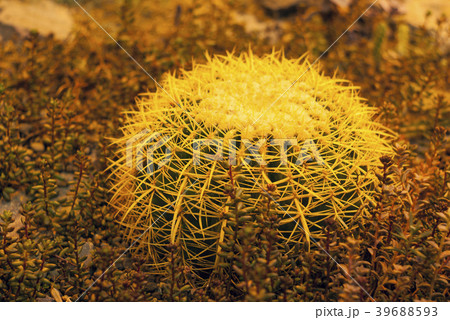 cactus Echinocactus grusonii in evening light cactus Echinocactus grusonii in evening light 39688593