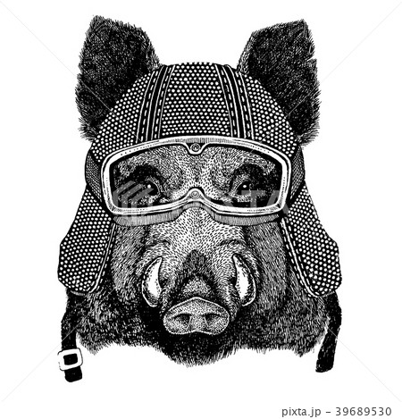Hog, wild boar with motorcycle helmet. Vintage Hog, wild boar with motorcycle helmet. Vintage 39689530