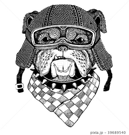 Bulldog, dog with motorcycle helmet. Vintage 39689540
