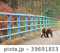 野生の猿 39691853
