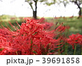 彼岸花の群生地 39691858