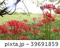 彼岸花の群生地 39691859