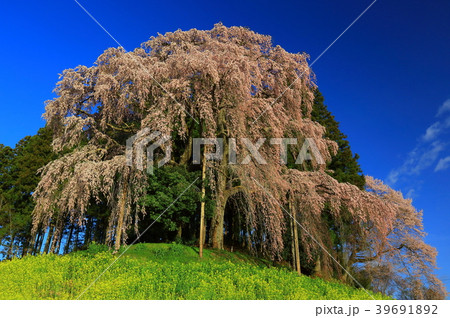 福島県　合戦場のしだれ桜 39691892