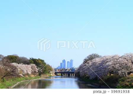 五条川から見た名古屋駅　春　桜の風景 39691938