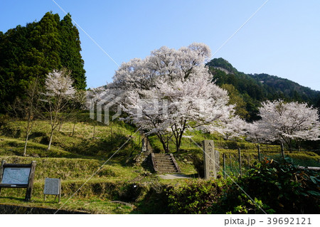 佛隆寺　桜 39692121