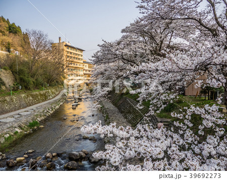 桜が満開の湯村温泉 桜が満開の湯村温泉 39692273
