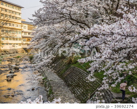 桜が満開の湯村温泉 39692274