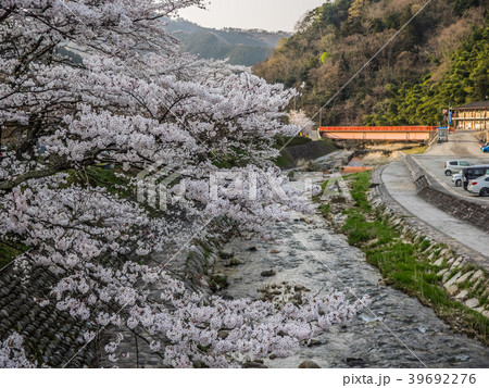 桜が満開の湯村温泉 桜が満開の湯村温泉 39692276