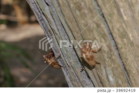 Cicada molt on tree in the forest. 39692419