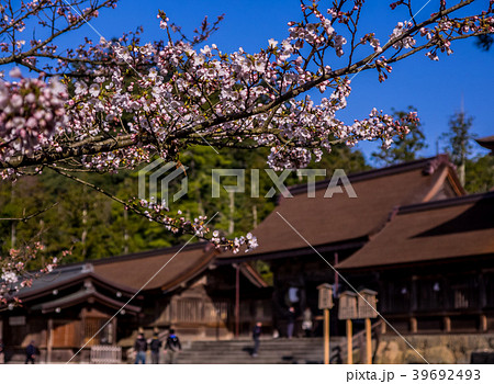桜が満開の出雲大社の写真素材
