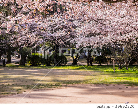 桜が満開の出雲大社の写真素材