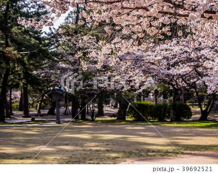 桜が満開の出雲大社の写真素材