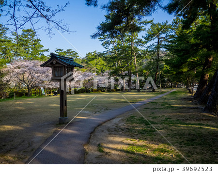 桜が満開の出雲大社 39692523