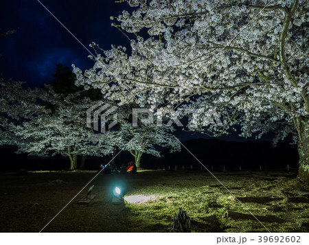 竹田城跡の夜桜ライトアップ 竹田城跡の夜桜ライトアップ 39692602