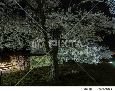 竹田城跡の夜桜ライトアップ 竹田城跡の夜桜ライトアップ 39692603
