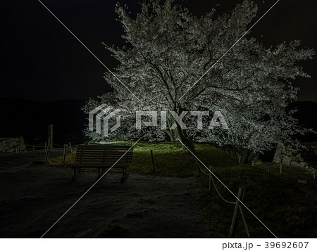 竹田城跡の夜桜ライトアップ 39692607