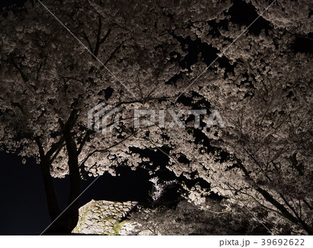 竹田城跡の夜桜ライトアップ 39692622