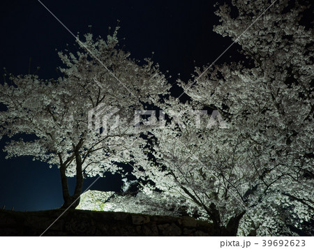 竹田城跡の夜桜ライトアップ 39692623