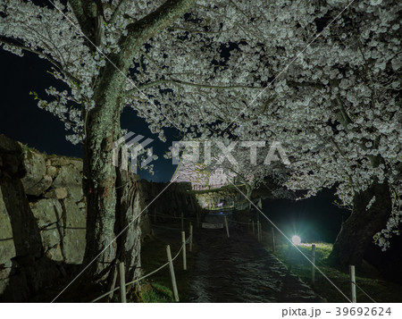 竹田城跡の夜桜ライトアップ 39692624
