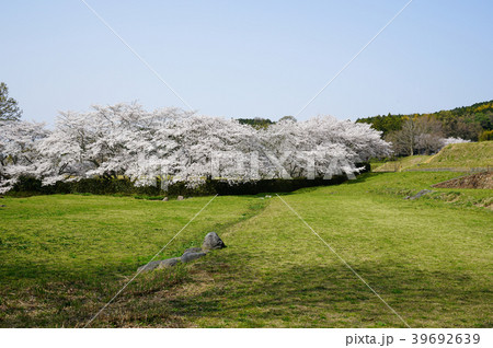 明日香　石舞台　桜　古墳 39692639